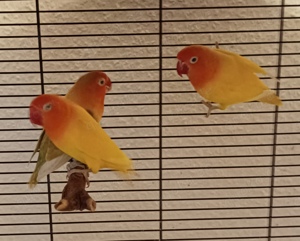 Ich verkaufe ein Pfirsichköpfchen Pärchen plus eine Henne 