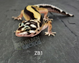 Leopardgecko Super Hypo Tangerine, Zorro Bandit Bold Stripe