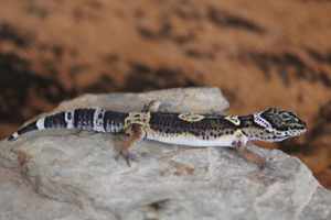 Leopardgecko Männchen Black Night Mack Snow mix 1.0 aus eigener Zucht 