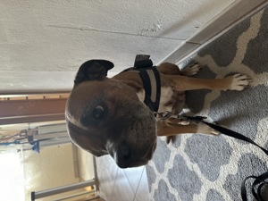 Kira sucht ein neues Zuhause 