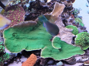 Meerwasser Korallen für Anfänger oder für Erstbesatz Bild 3