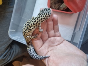 0.4 Leopardgecko 