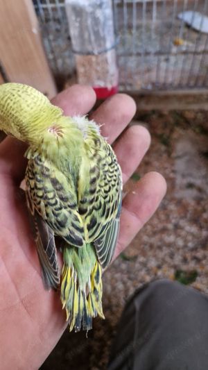 Standard und normale Wellensittich  Bild 4