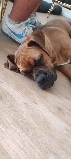 Boxer rüde 7 Monate. 