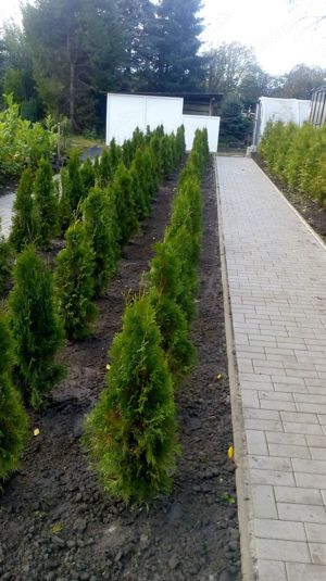 Thuja Brabant 1,40 m bis 1,60 m Lebensbaum Hecke Heckenpflanzen