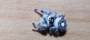 Springspinnen spinnen Phidippus 