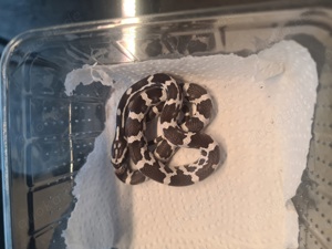het Scaleless 