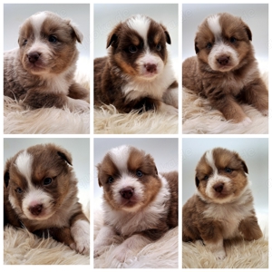 Mini Miniature Australian Shepherd Welpen mit Papieren 