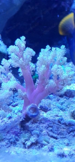 suche  litophyton mit roten Stam 