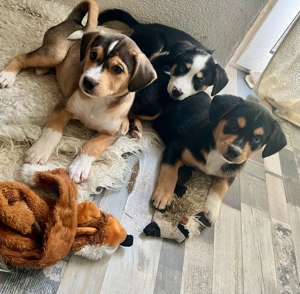 Appenzeller Sennenhund x Mini-Husky