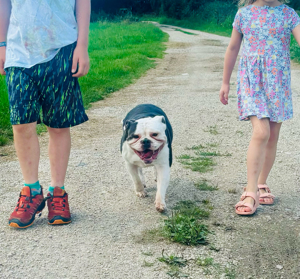 hündin luna Old Englisch Bulldog Französisch Bulldogge Mix