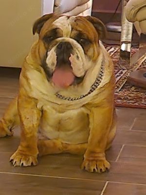 English Bulldog Deckrüde Bild 5