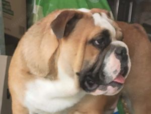 English Bulldog Deckrüde Bild 3