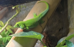 Verkauf oder Tausch Taggecko Pärchen sehr harmonisch zusammen 