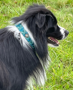 Deckrüde Border Collie Bild 10