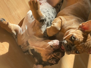 Reinrassige französische Bulldogge Welpen  