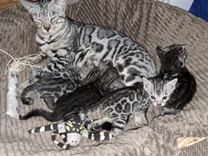 Atemberaubende Bengal Kitten aus seriöse Zucht 