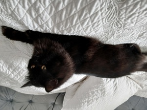 Deckkater BKH Perse Bild 3