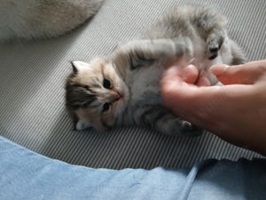 Deckkater BKH Perse Bild 5