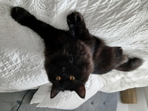 Deckkater BKH Perse Bild 4