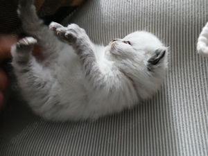 Deckkater BKH Perse Bild 6