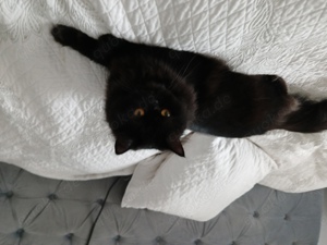 Deckkater BKH Perse Bild 8