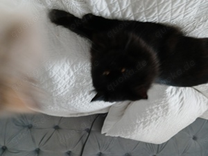 Deckkater BKH Perse Bild 7