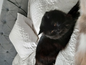 Deckkater BKH Perse Bild 2