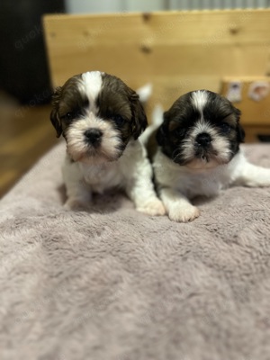 Shih tzu Welpen 