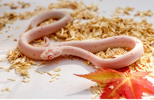 Kornnatter Albino Palmetto