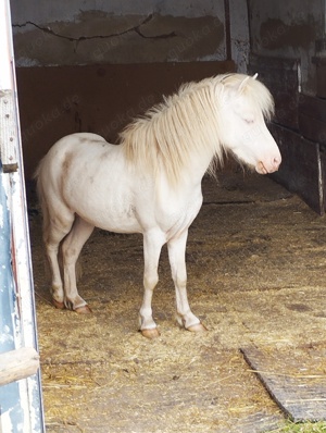 American Miniaturhorse Hengst Cremello