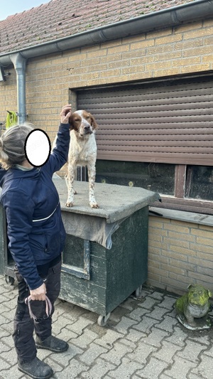 Pet,SetterMix - ist nun ein toller Begleiter,katzenfreundlich.Man muß mit ihm weiter trainieren. Bild 9