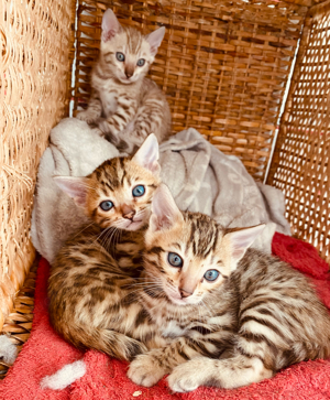 1 kleines  Bengalkitten Mädchen suchen ein schönes zu Hause