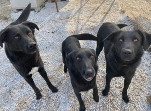 Dakar, geb. ca. 01 2019, lebt in GRIECHENLAND, im städt. Tierheim Serres Bild 10