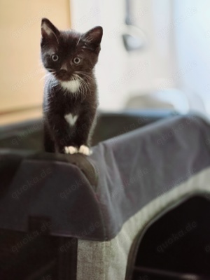 Ragdoll Kitten Mix 