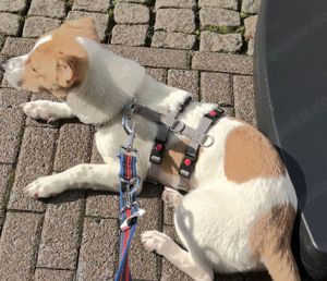 Hund in liebevolle Hände abzugeben