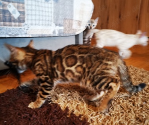 Bengal Kitten mit Stammbaum M  W Eltern 10 Tests snow Katze Kater Katzenbaby 