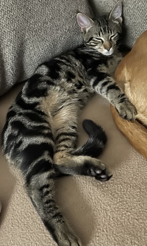 Kater vermisst entlaufen Katze gestohlen Bild 2