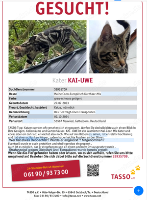 Kater vermisst entlaufen Katze gestohlen Bild 3
