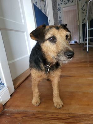 Lieber , ruhiger Welsh Terrier Mix 