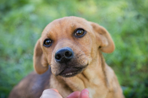 *CHIP* Der kleine Hundemann genießt seine Welpenzeit mit seinen Artgenossen