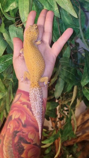 Traumhafte super giant Leopardgeckos wahre riesen