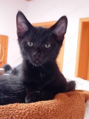 Unser kleiner Charmeur Nando sucht ein neues Kuschelkörbchen