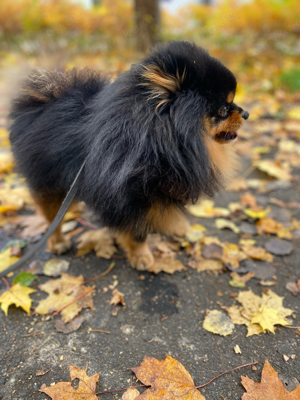 Erfahrener Deckrüde Pomeranian Zwergspitz