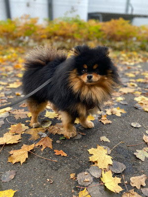 Erfahrener Deckrüde Pomeranian Zwergspitz Teddy Typ  Bild 6