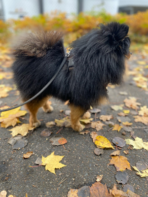 Erfahrener Deckrüde Pomeranian Zwergspitz Teddy Typ  Bild 3