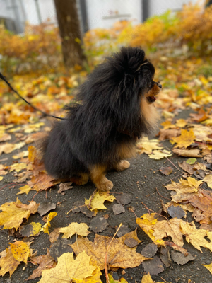Erfahrener Deckrüde Pomeranian Zwergspitz Teddy Typ  Bild 5