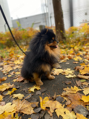 Erfahrener Deckrüde Pomeranian Zwergspitz Teddy Typ  Bild 4