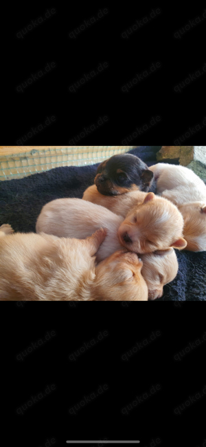 Erfahrener Deckrüde Pomeranian Zwergspitz Teddy Typ  Bild 10