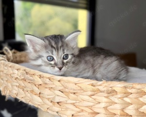 Türkisch Angora Kitten Kater mit Papiere 